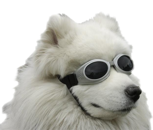 Doggo